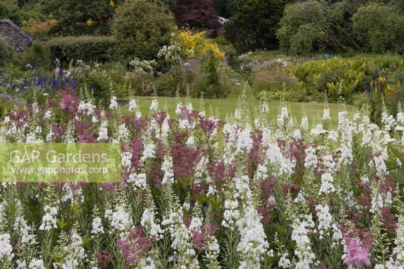 Filipendula ulmaria, meadowsweet and Epilobium angustifolium Album, white rosebay willow herb.  Summer. The Garden House, Yelverton, Devon