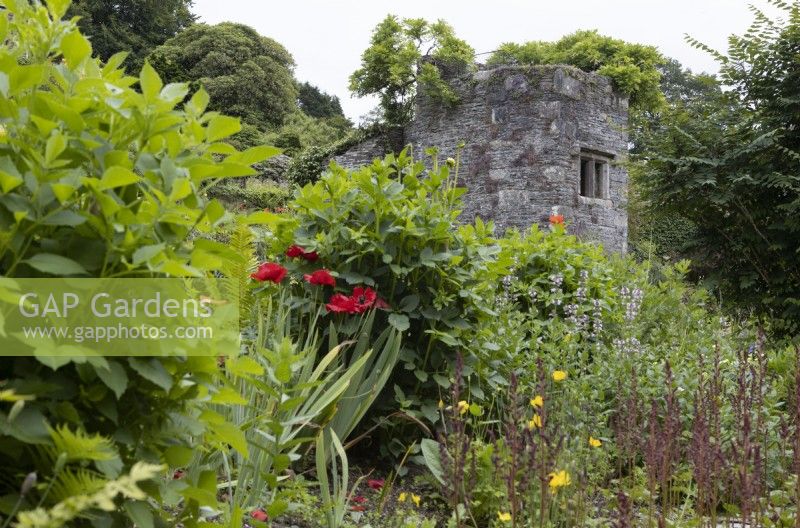 Looking through various plants to the old ruins of a rectory. The Garden House, Yelverton, Devon. Summer. 