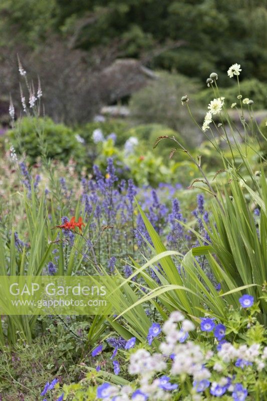 Astrantia, Crocosmia, montbretia, Cephalaria gigantea, Giant scabious grow amongst other perennials in cottage garden style planting. Selective focus. The Garden House, Yelverton, Devon. Summer. 