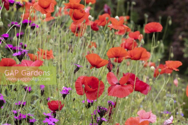 Poppies, Papaver rhoeas and Dianthus carthusianorum.  Summer. 
