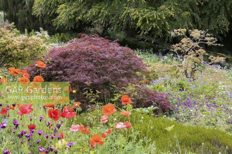 Poppies, Papaver rhoeas and Dianthus carthusianorum with low growing acer behind.   Summer. The Garden House, Yelverton, Devon. Summer. 