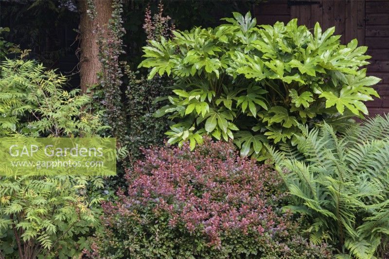 Contrasting foliage colours, shapes and textures of shrubs and ferns in shady border  