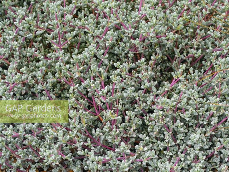 Oscularia piquetbergensis in mid September