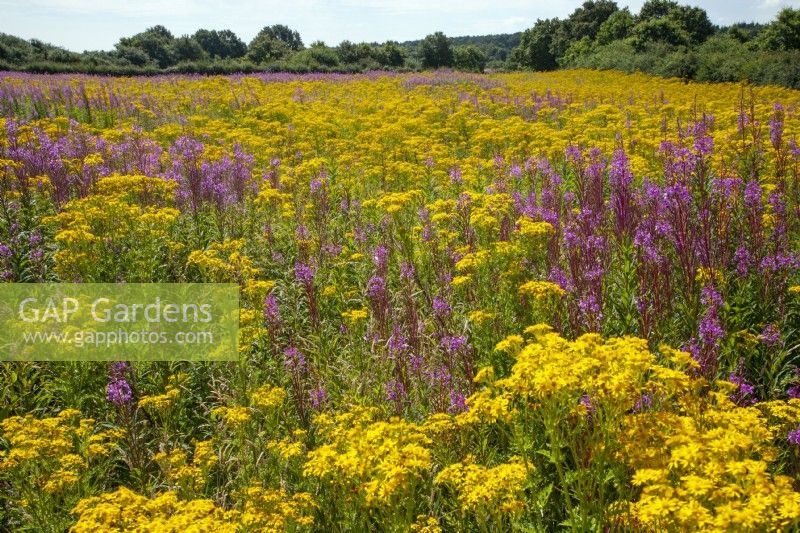 Epilobium angustifolium - Rosebay Willowherb and Jacobaea vulgaris - Common Ragwort 