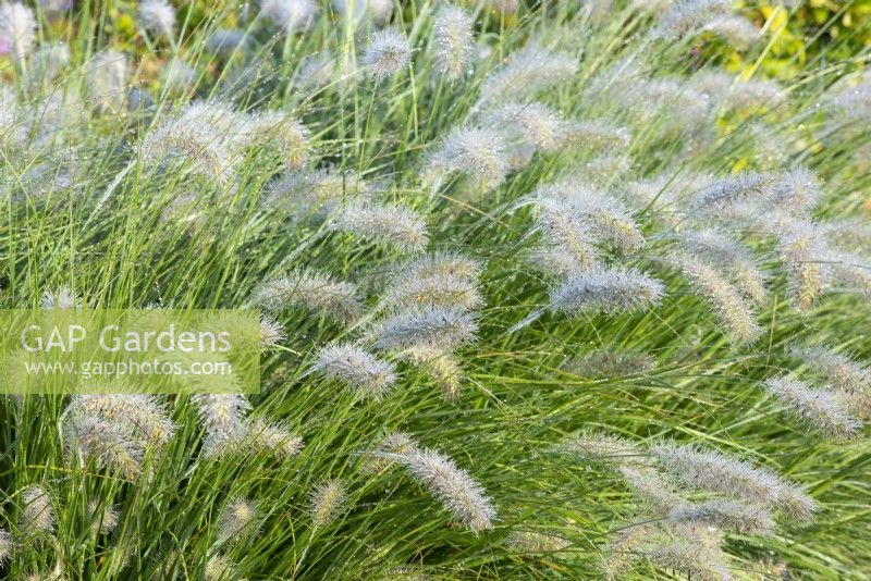 Pennisetum alopecuroides ' Hameln' - Chinese fountain grass 'Hameln'