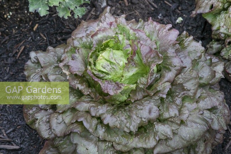 Lactuca sativa - Lettuce 'Red Iceberg'
