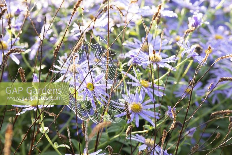 View through spider's web to Aster x frikartii 'Monch' 
