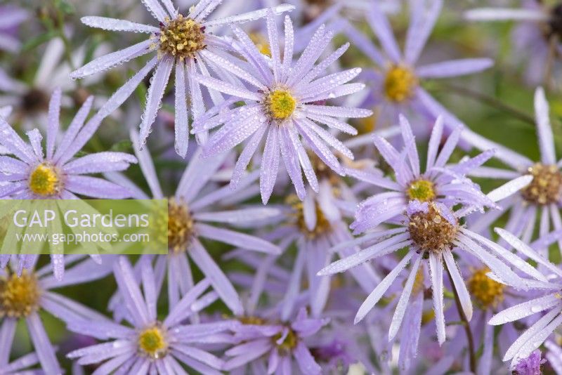 Aster pyrenaeus 'Lutetia'