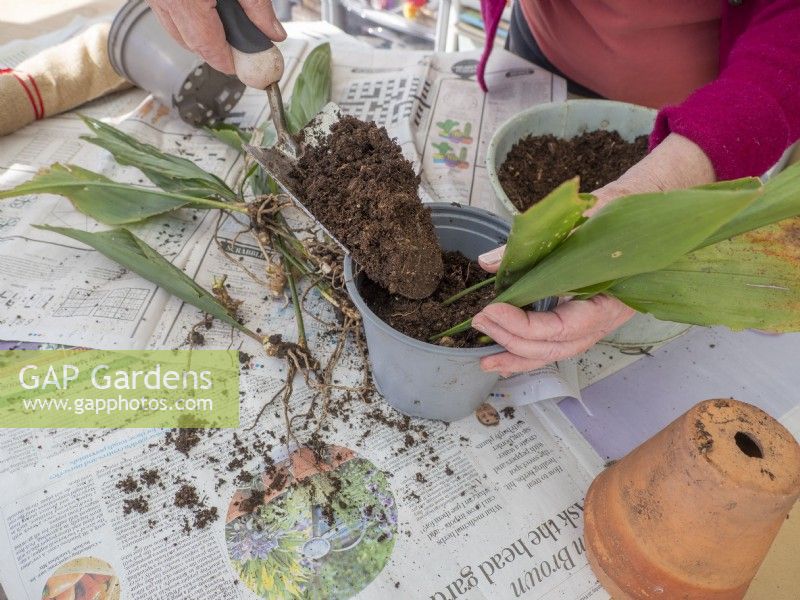 Aspidestra division -pot into fresh compost small groups of plantlets