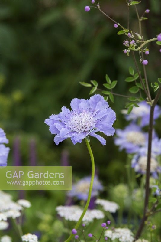 Scabiosa caucasica - Garden scabious