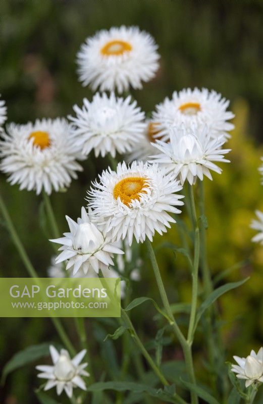 Xerochrysum bracteatum 'White' - Strawflower