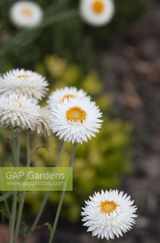 Xerochrysum bracteatum 'White' - Strawflower