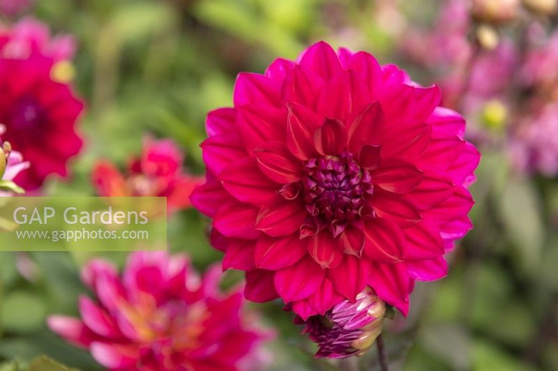 Dahlia 'Engelhardts Matador'