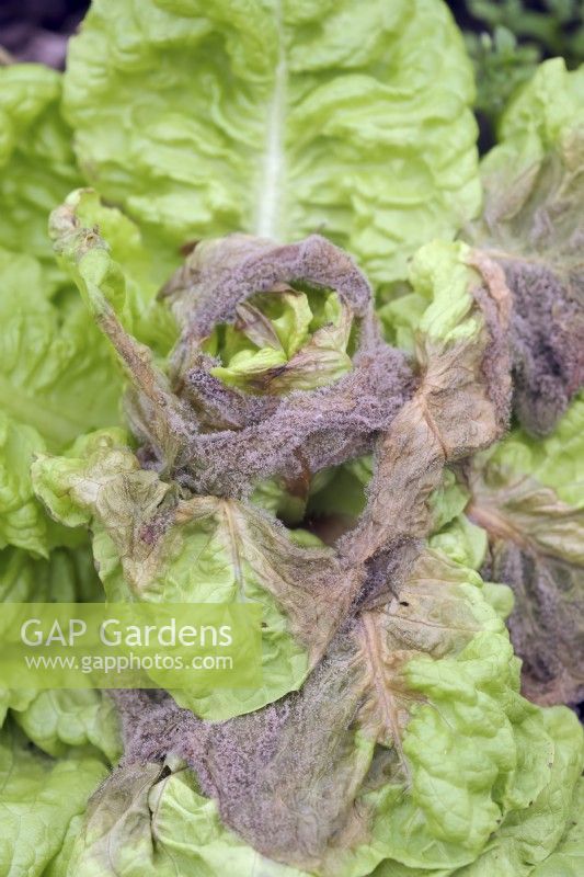 Botrytis - Grey Mould on winter lettuce - Lactuca growing with poor ventilation
