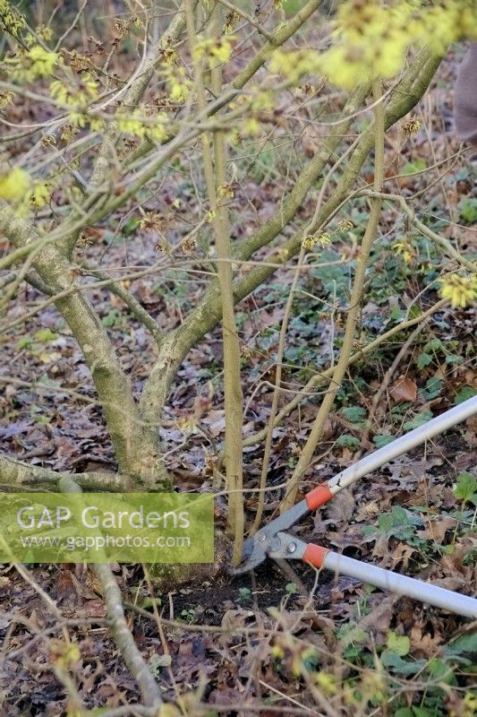 Removing suckers from the roostock of a grafted plant of Hamamelis mollis