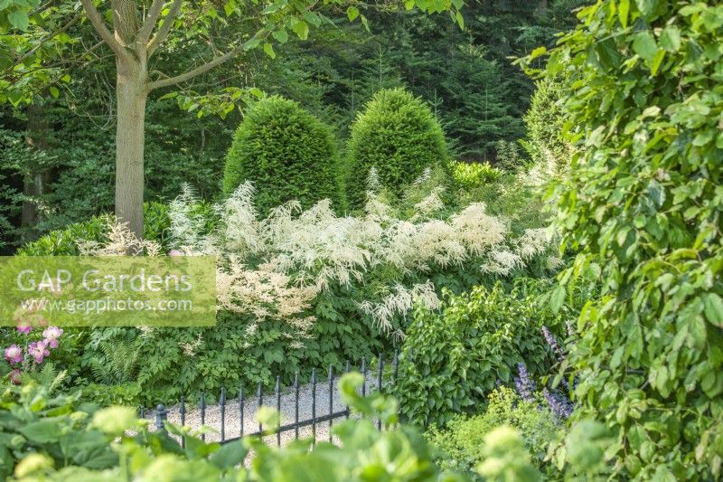 View over railings to shade garden with evergreens and flowering Aruncus edging, summer August