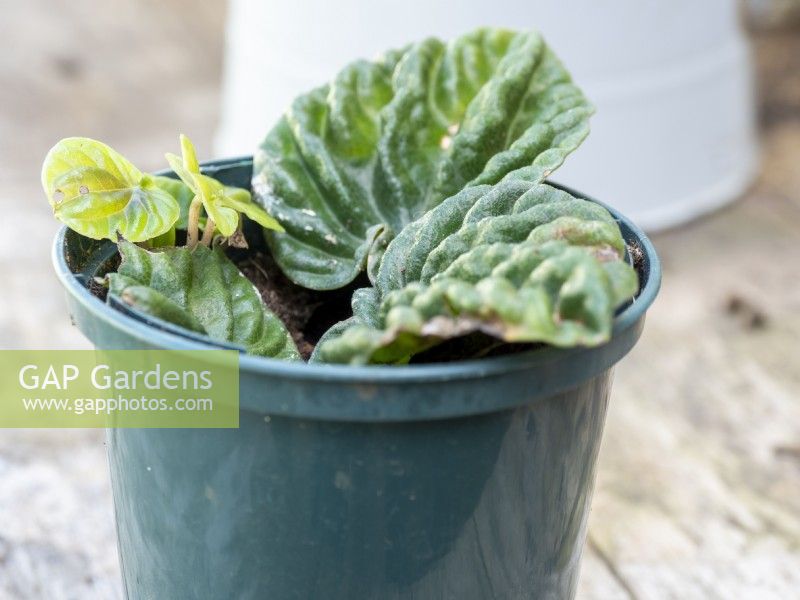 Peperomia caperata - New plantlets growing from leaf cuttings