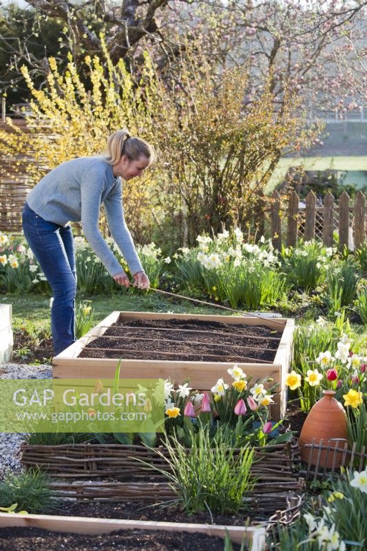 Woman marking out raised vegetable bed with canes prior to planting.