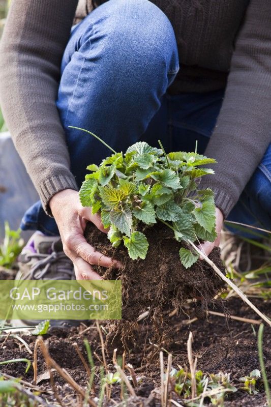 Woman replanting Agastache 'Blue fortune' in spring.