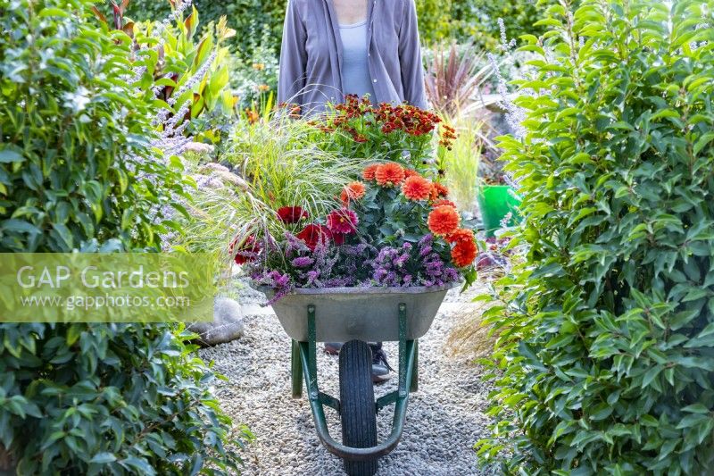 Woman pushing wheelbarrow containing Dahlia 'Melody Deep Orange' and 'Melody Blood Red', Calluna vulgaris, Helenium 'Mariachi Salsa' and Panicum virgatum 'Hanse Herms'