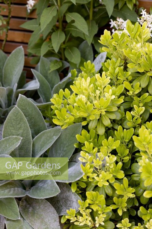 Pittosporum 'Nanum', Stachys 'Helene Von Stein'