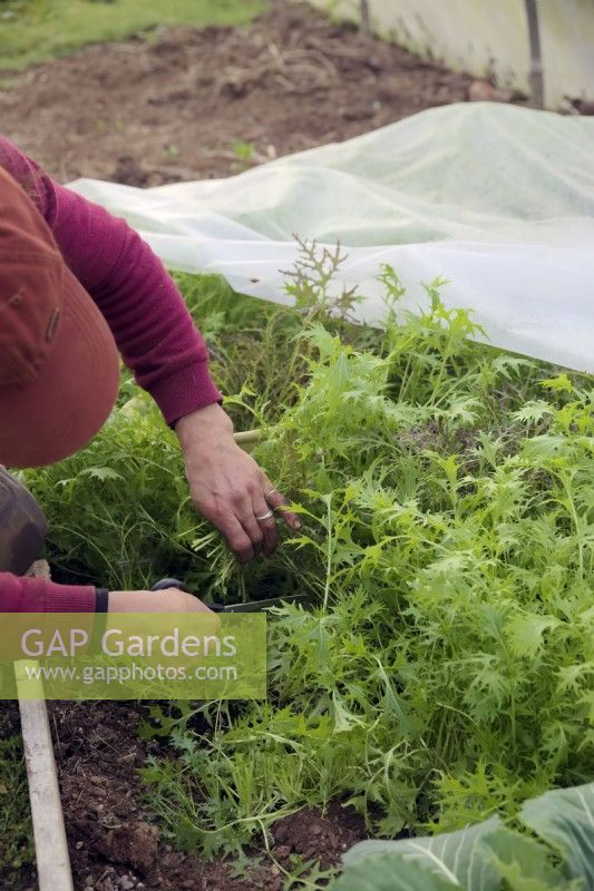 Gardener removing fleece from winter salads and harvesting Mizuna - Brassica rapa nipposinica - Japanese Mustard