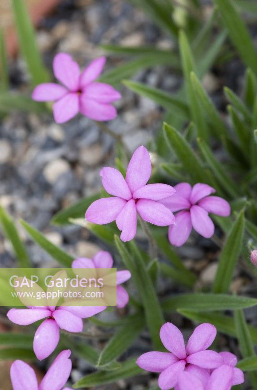 Rhodohypoxis 'Stella'