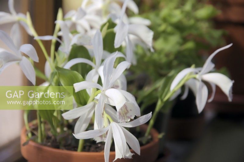 Pleione bulbocodioides white form growing in clay pot
