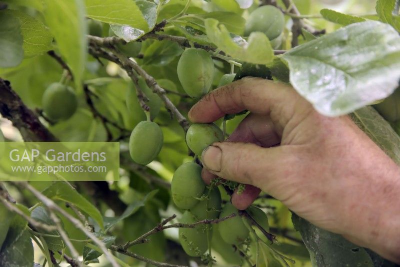 Thinning the developing fruits on a plum tree - Prunus domestica