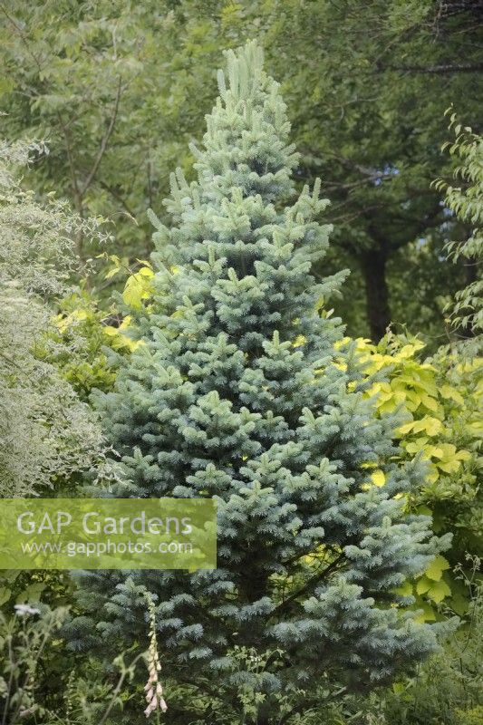 Abies lasiocarpa  'King's Blue' - Subalpine Fir