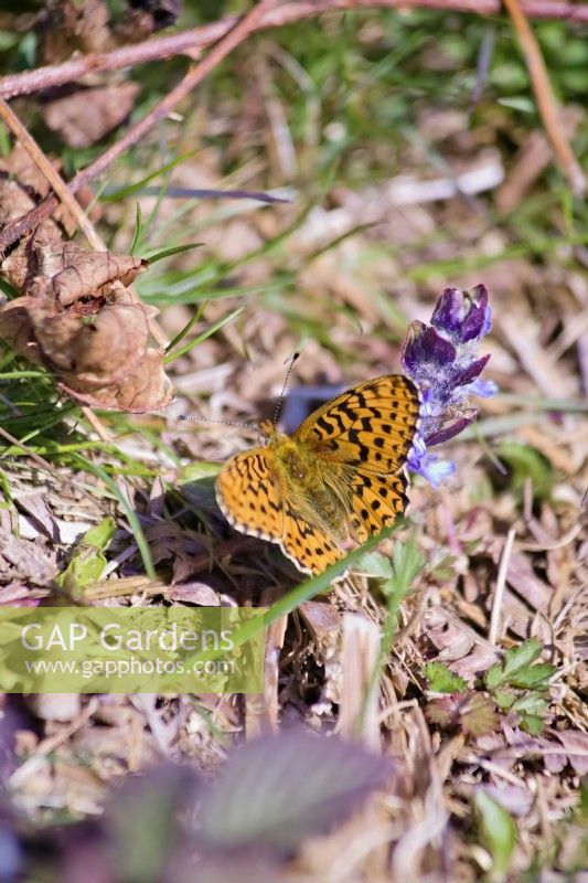 Pearl Bordered Fritillary butterfly - Boloria euphrosyne - nectaring on Bugle - Ajuga reptans, Dartmoor, Devon, UK