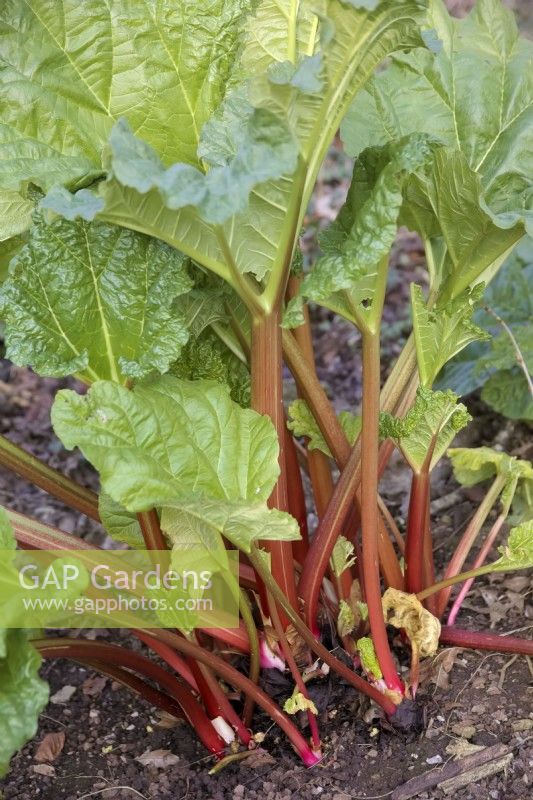 Rhubarb forced in a cut off plastic barrel - Rheum x hybridum 'Timperley Early' - barrel removed to show long stems