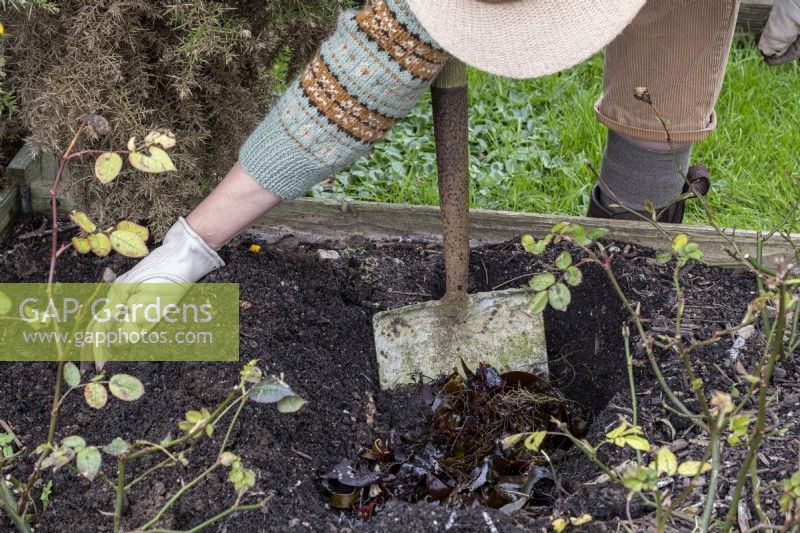 The addition of leaves and leaf mould to a garden border.