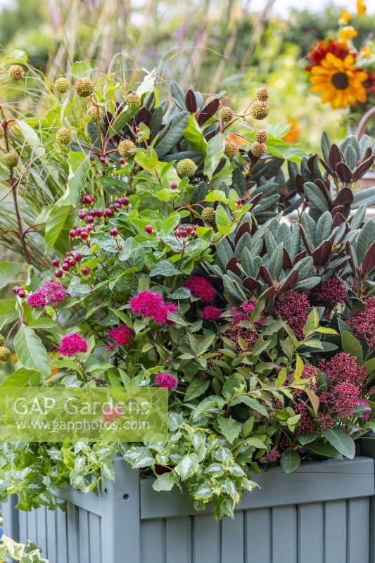 Large wooden container planted with Rhododendron 'Wine and Roses', Cephalanthus 'Fiber Optics', Skimmia japonica 'Rubella', Spirea 'Double Play Doozie', Stipa arundinacea, and Lamium 'Golden Anniversary'