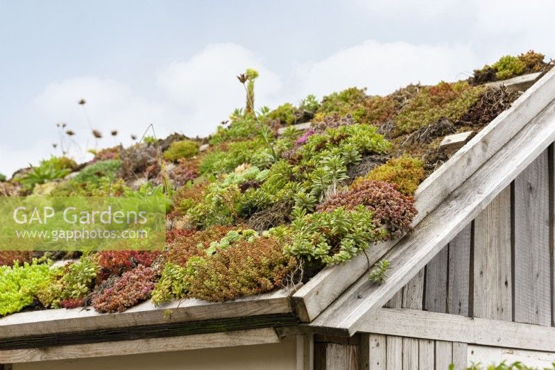 Roof greening with succulents, summer July