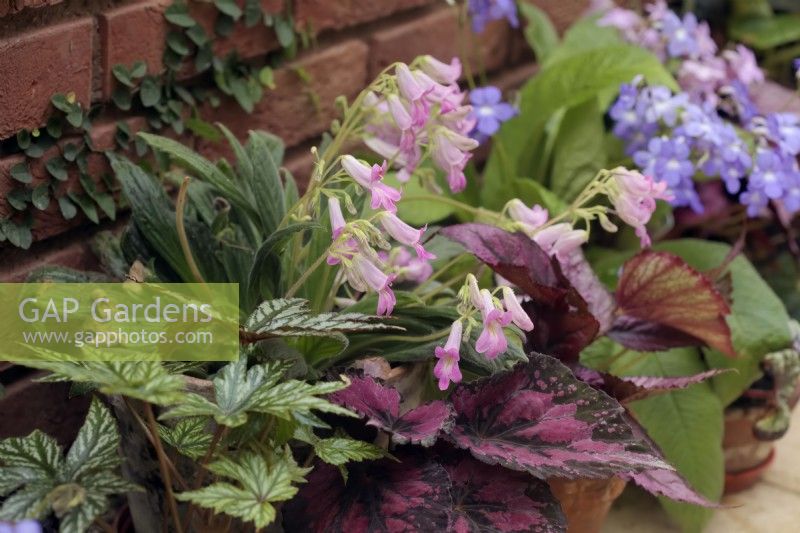 Primulina 'Candy' with Streptocarpus cultivars and Begonia cultivars growing at the base of a north facing conservatory wall and never seeing direct sunlight