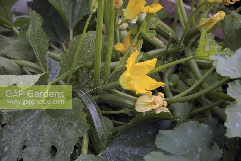 Cucurbita pepo 'Ambassador' - courgette or zucchini