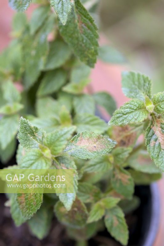 Thrip damage on Achimenes - western flower thrips - Frankliniella occidentalis