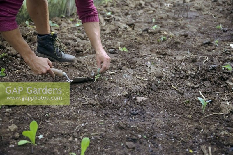 Gardener planting plugs of overwintering cauliflower - Brassica oleracea Botrytis 'White Step' in September