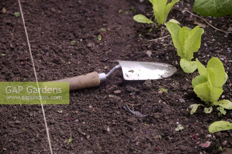 Using a garden hand trowel as a measure for spacing rows of lined out vegetables