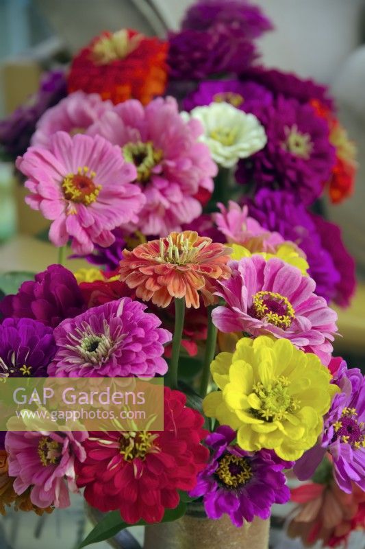 Zinnia 'Benarys Giant Mixed' as cut flowers