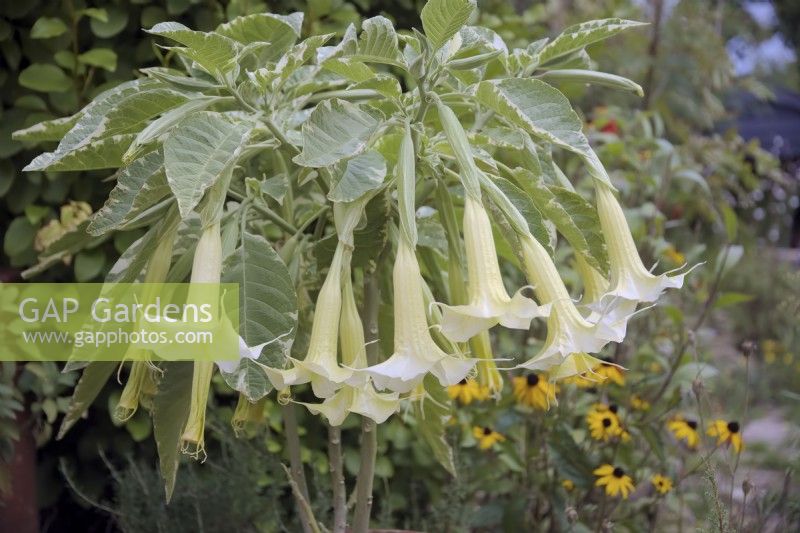 Brugmansia x candida 'Variegata' in September from a cutting 12 months previous