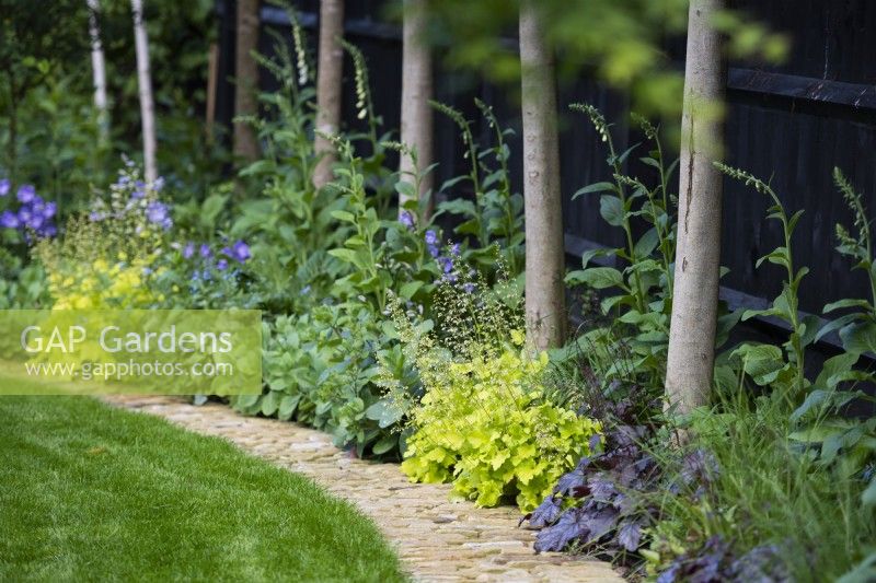 Curved path and border with Heuchera and Digitalis.