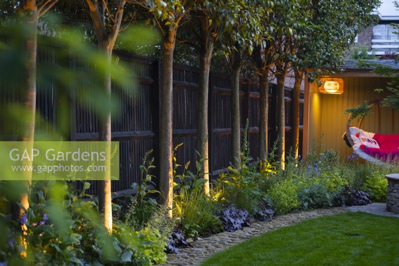 Uplights in border highlighting trunks of pleached trees underplanted with Digitalis purpurea alba by black fence. 