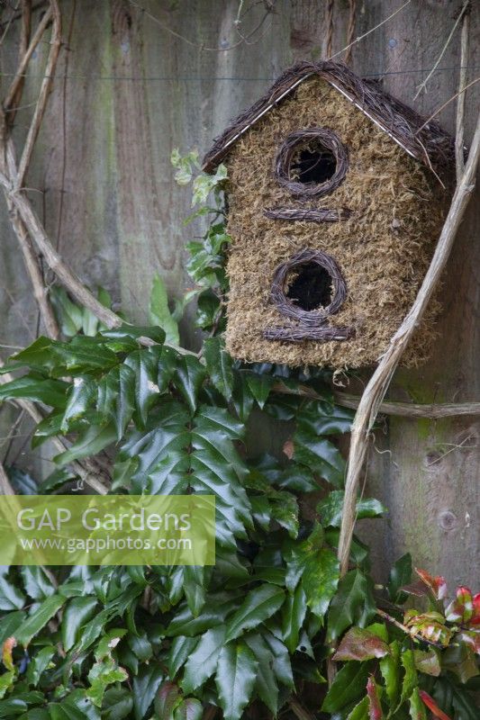 Moss bird box next to Mahonia