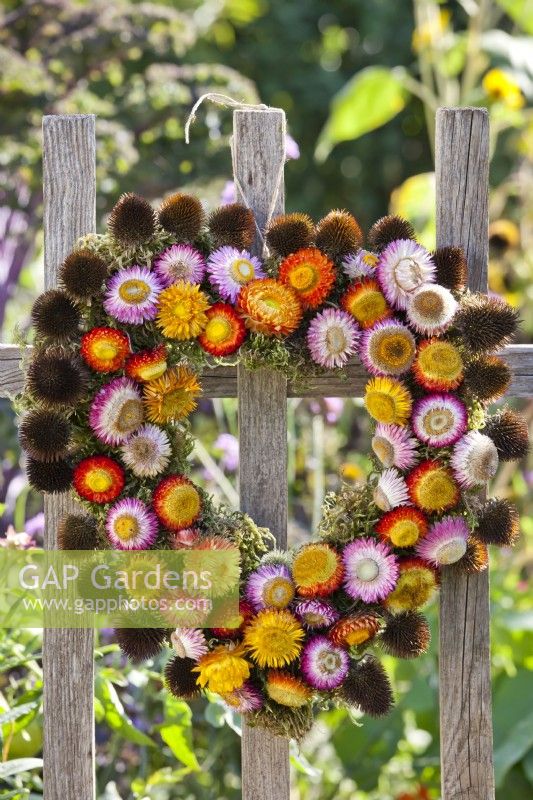 Heart wreath of dried coneflower seedheads and strawflowers hanging on fence.