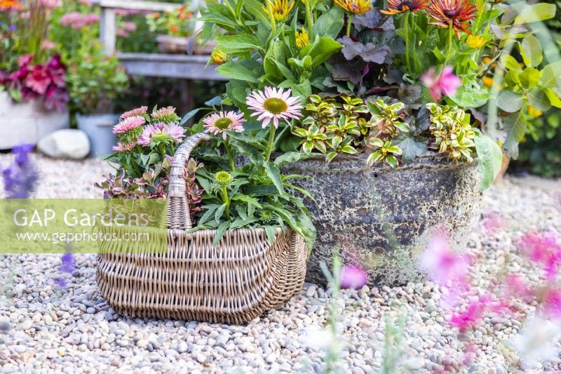 Wicker basket containing Coprosma 'Eclipse' and Echinacea 'Sunseekers Salmon'
