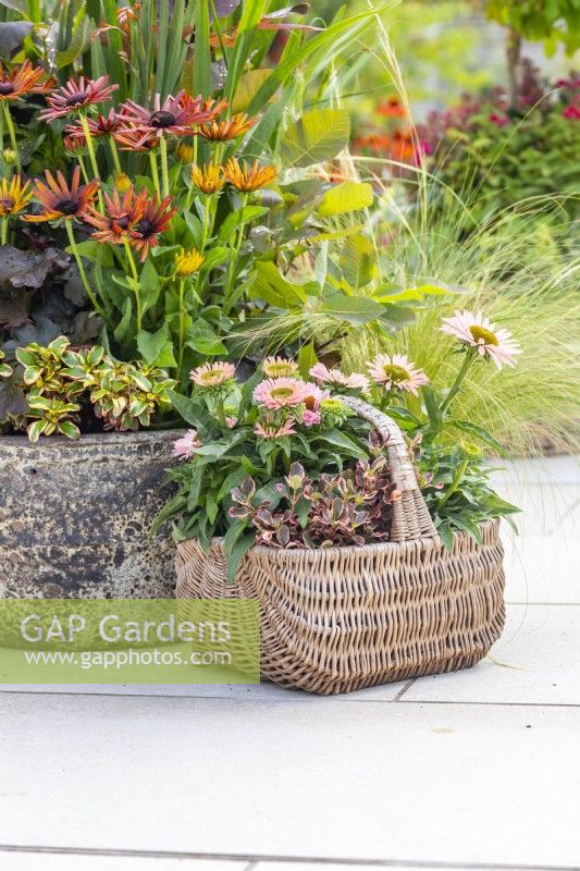 Wicker basket containing Stipa tenuissima 'Pony Tails, Coprosma 'Eclipse' and Echinacea 'Sunseekers Salmon'