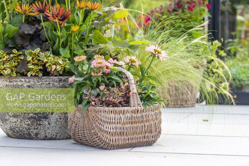 Wicker basket containing Stipa tenuissima 'Pony Tails, Coprosma 'Eclipse' and Echinacea 'Sunseekers Salmon'