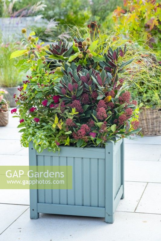 Large wooden container planted with Rhododendron 'Wine and Roses', Cephalanthus 'Fiber Optics', Skimmia japonica 'Rubella', Spiraea 'Double Play Doozie', Stipa arundinacea, Hypericum 'Alldiablo' and Lamium 'Golden Anniversary'